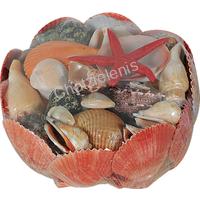 105947 ΚΑΛΑΘΙ ΟΣΤΡΑΚΑ PECTEN VIXILUM 6-